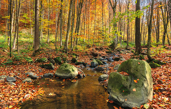 forest stream in fall