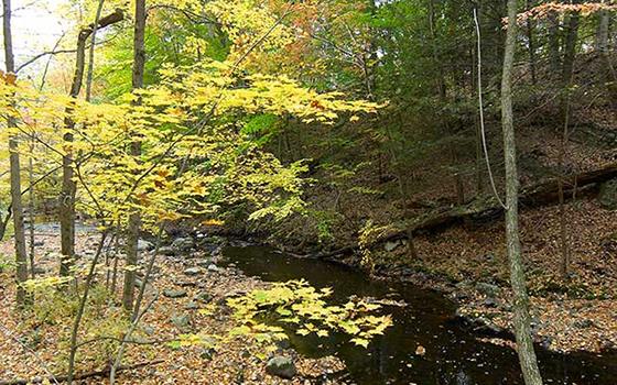stream amongst fall foliage