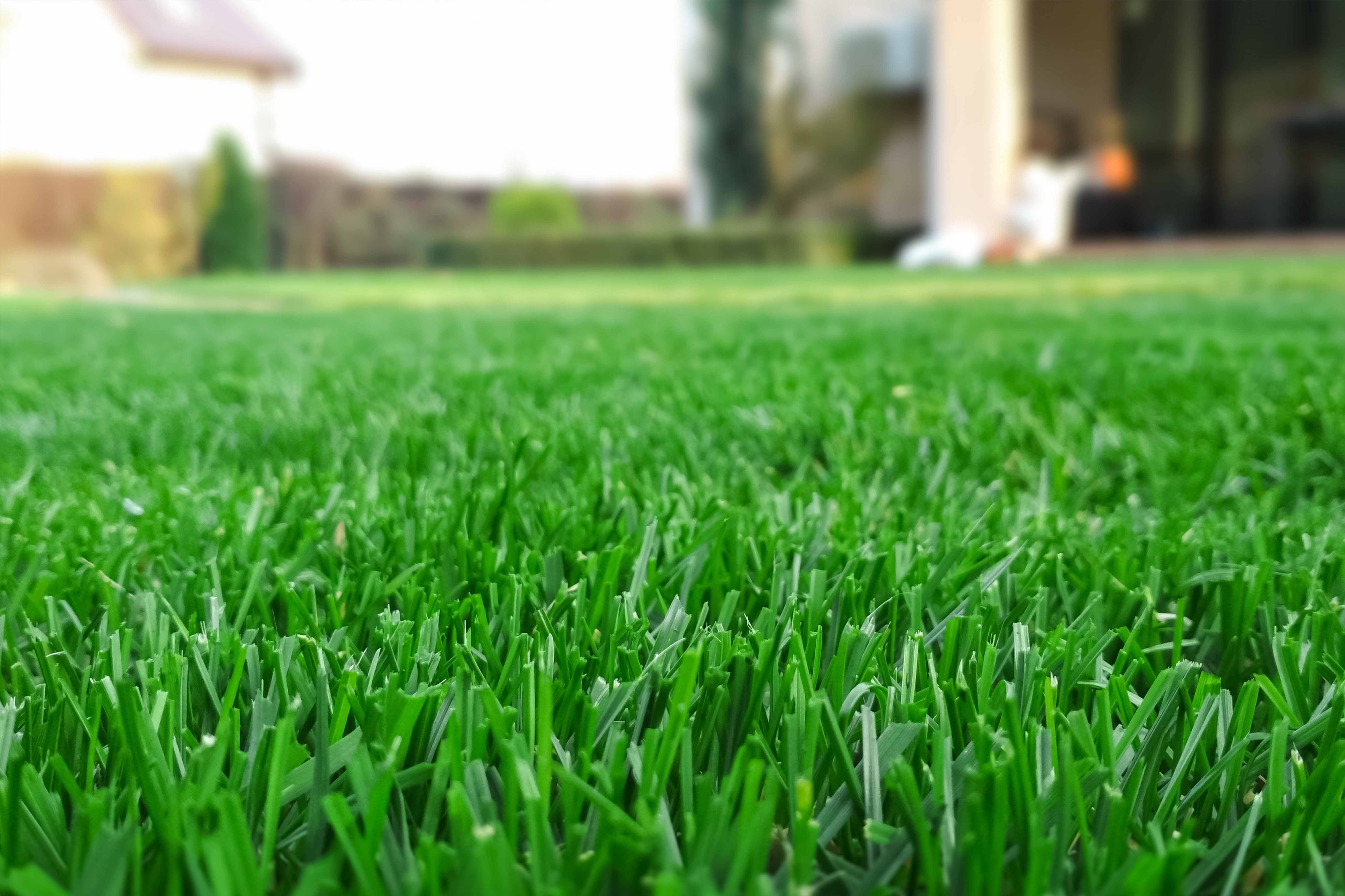 Grassy Lawn